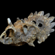 Image for article titled Behold “Hellboy,” A Horned Dinosaur Unlike Any Other